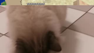 Taming a Cat irl vs Minecraft