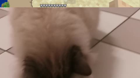 Taming a Cat irl vs Minecraft