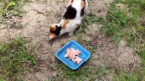 Baby kittens are fighting 🥰 Mother cat eats food.