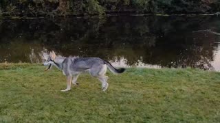 The Walkings of a Dutch Wolfdog in slowmotion