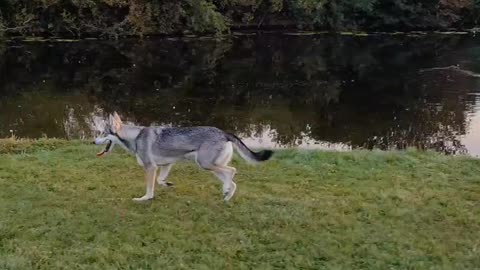 The Walkings of a Dutch Wolfdog in slowmotion