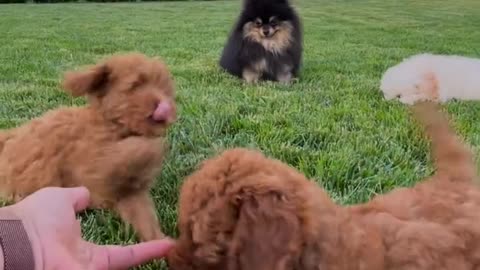 Pretty dog's puppies are playing with the hand of pretty girl 🐕❤️😊