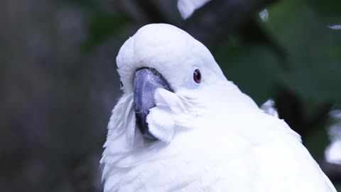 The white cockatoo
