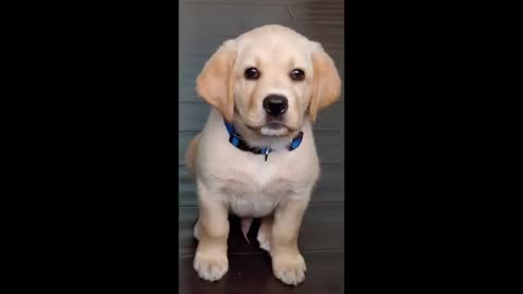 Labrador puppy learning