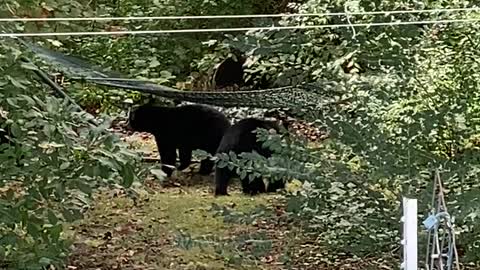 Mama Bear Relaxes While Cubs Play in Hammock