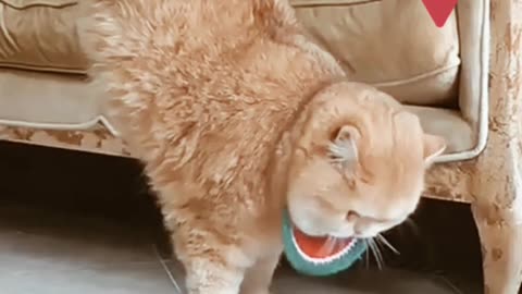 Cat funny video