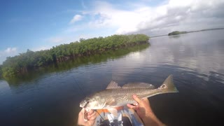 23 in redfish