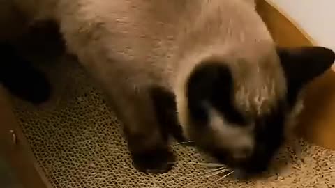 Funny Cat Videos