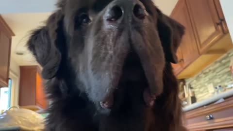 Huge Newfie demands dinner right now!