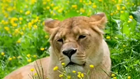 The beauty of nature relax and see nature and wild animals lions #wild #beauty of #nature #animals