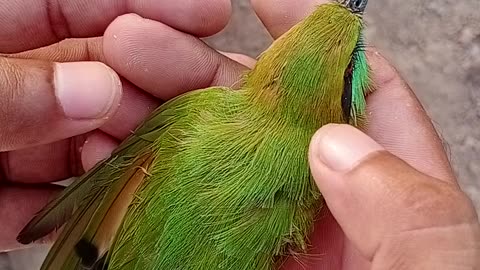 Green bee eater full information