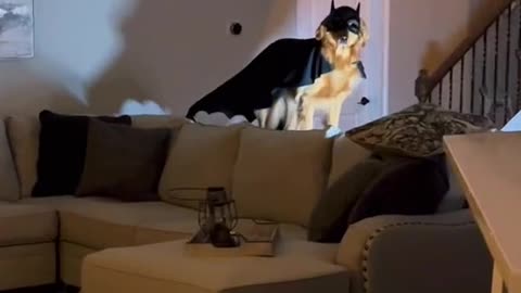 The hero we need, the hero we deserve, Bat Dog.😂😂