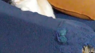 Cat Burrows Hole Into Couch