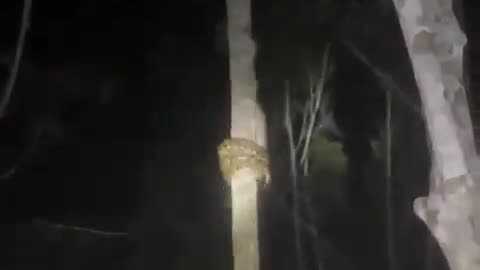 Snake Climbing Tree