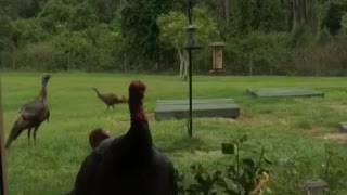 Wild turkeys bang on window