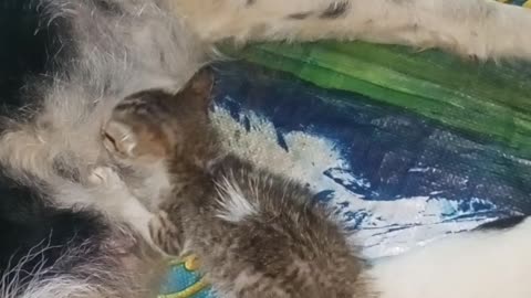 Mama Dog Breastfeeds Kitten