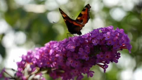 BUTTERFLY AND FLOWER