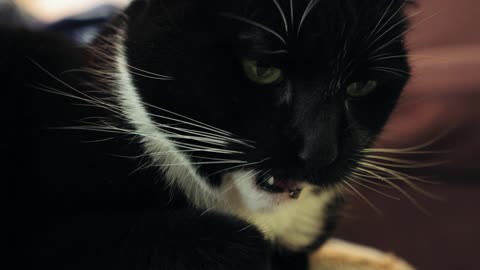 Black cat 😡 angry cat