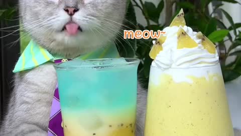 2 Ways Of Making Iced Kiwi Juice，Don't Miss😉🥝😺 | Chef Cat Cooking