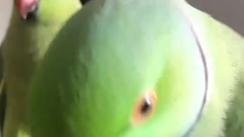 Parrot love, try to impress her