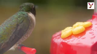 See 2 gram hummingbird 10 interesting facts about them