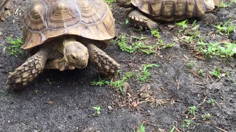 Tortoise eating poo, is it okay?-14