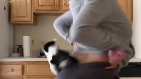 Put cat in back and dance