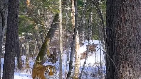 Siberian Tiger!!! AMAZING ANIMAL!!!