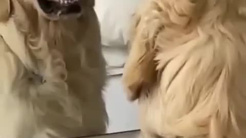 Dog Showing his anger in front of Mirror