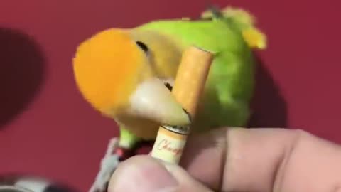 Wow 😲 Very Cool , Smart Little Bird , Smart Parrots Video #trainingbird