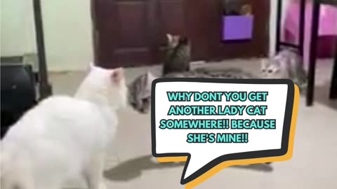🐱😻When Cat Fight get's Stopped!❤️