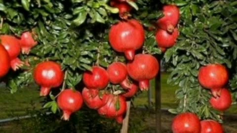 Complete information about the benefits of eating pomegranate