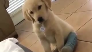 .The cute dog is in the owner's clothes