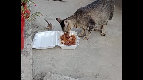 A Hungry Cat