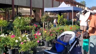 Local Farmer Market in CA