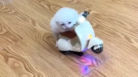 A kitten learning to ride a scooter. 👌👌👍👍😘😘