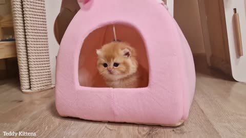Kitten Pinky continues to learn how to eat, use the Litter Box, wash yourself 🥰(part 107)
