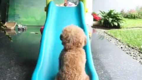 Funny animal videos|Cute animal videos |Funny dog&cat videos|Hilarious pet videos|Funny video