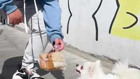 People don't respect food but dog did