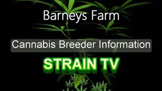 Barneys Farm - Cannabis Strain Series - STRAIN TV