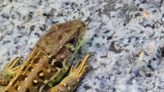 Close-up of a lizard / beautiful reptile on a stone / animals close-up.