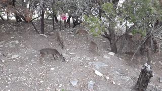 Feeding Deer At The Riley's House