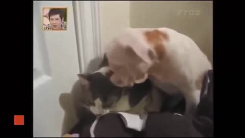 Ultimate Compilation of Cats Attacking Dogs!