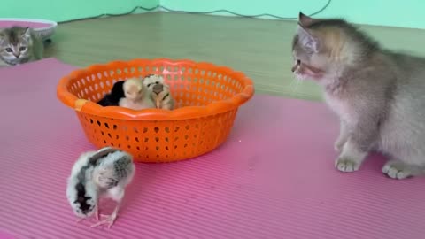 Cute little kittens is attached by tiny chicks