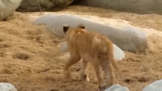 Animals fighting