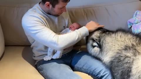 Giant Husky Meets Newborn Baby For The First Time!! (Cutest Ever!!)