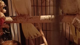 Cockatiel Chicks and Juveniles update