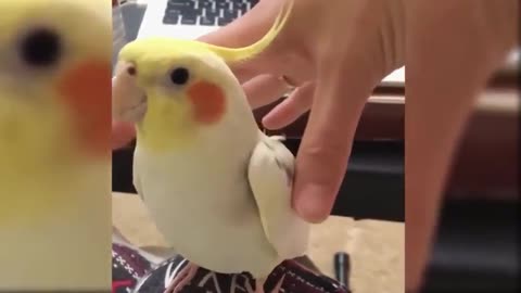 An amazing bird sings a song and makes funny moves with its owner Hahahaha