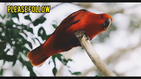 Animal videos natural videos free background music bird