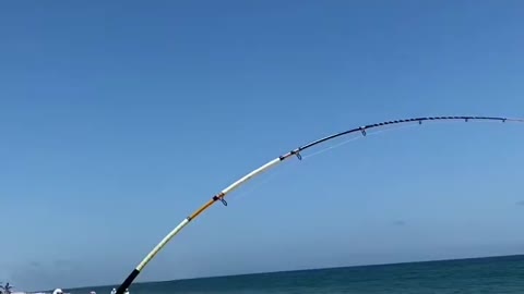 🦈Just Fish🦈 #fishing #fish #florida #longisland #shark #newyork #beach #sharkfishing #ny #viral